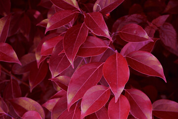 Pattern of red autumn leaves. 

