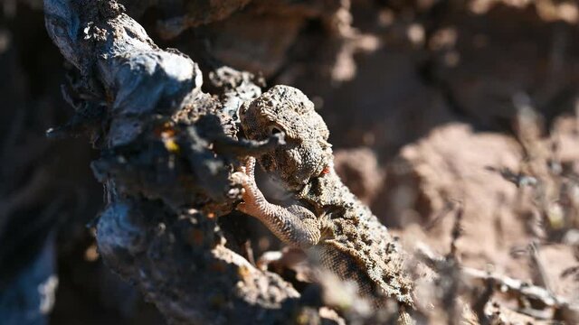 Phrynocephalus helioscopus or sunwatcher agama
