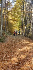 Obraz premium Spacer po lesie , jesienna droga usłana kolorowymi liśćmi, ruch jesienią na świeżym powietrzy