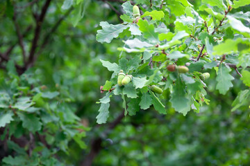 Ripe acorns on oak branch