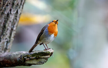 Eurasian robin perching on logs in the wood