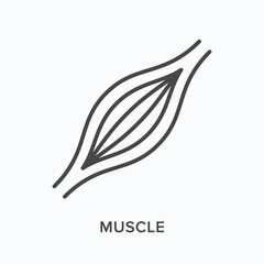 Muscle flat line icon. Vector outline illustration of human anatomy. Black thin linear pictogram for muscular system