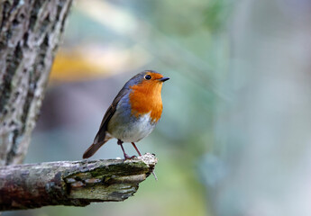 Eurasian robin perching on logs in the wood