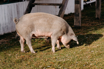 pink pig on the farm