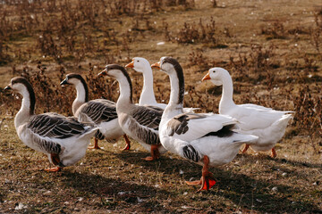 geese in the park