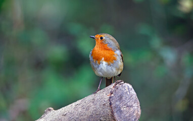 Eurasian robin perching on logs in the wood