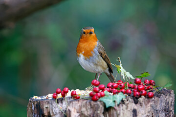 Eurasian robin perching on logs in the wood