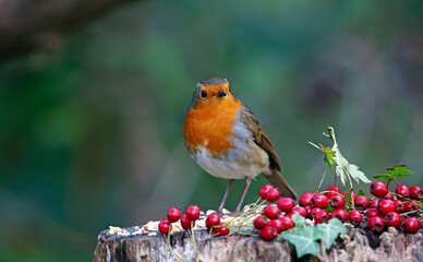 Eurasian robin perching on logs in the wood