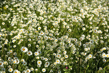 Wild chamomile field on a sunny day