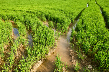Fototapeta na wymiar Green rice plantation in La Albufera marsh natural park. Valencia
