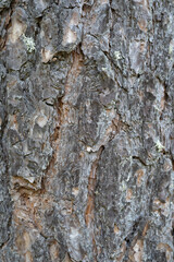 Detail of the bark of a tree, background or texture