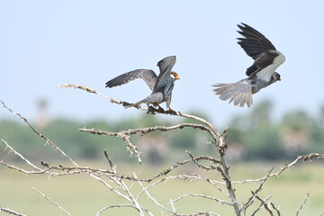 Amur Falcon In flight - obrazy, fototapety, plakaty