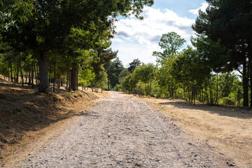 Fototapeta premium Mountain road between trees with blue sky in the background
