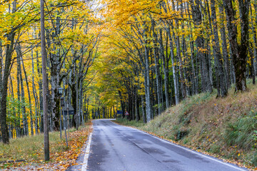 Fall Foliage into Parco Nazionale delle Foreste Casentinesi, Italy