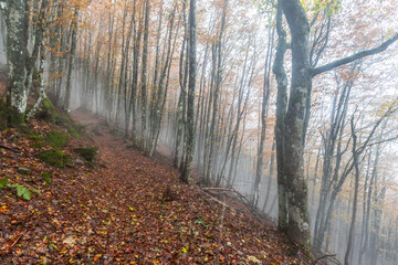 Fall Foliage into Parco Nazionale delle Foreste Casentinesi, Italy