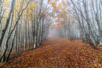 Fototapeta premium Fall Foliage into Parco Nazionale delle Foreste Casentinesi, Italy
