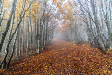 Fall Foliage into Parco Nazionale delle Foreste Casentinesi, Italy