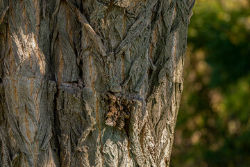 Old tree detail of wood bark