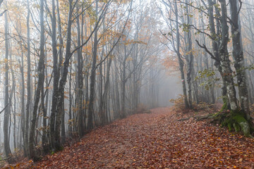 Obraz premium Fall Foliage into Parco Nazionale delle Foreste Casentinesi, Italy