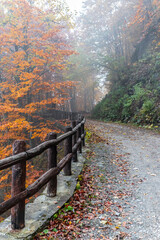 Fall Foliage into Parco Nazionale delle Foreste Casentinesi, Italy