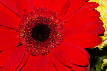 Beautiful red Gerbera jamesonii flower painting