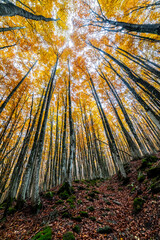 Fall Foliage into Parco Nazionale delle Foreste Casentinesi, Italy