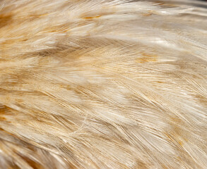 red and white bird feathers as background