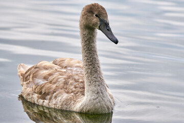 Cygnet baby swan full view 