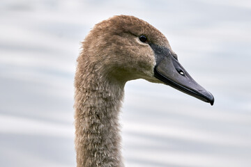 Cygnet baby swan closeup 