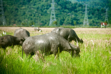buffalo in the rice field