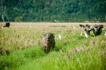 buffalo in the rice field