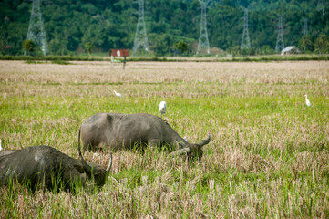 buffalo in the rice field