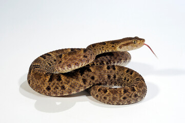 Terciopelo // Rauschuppige Lanzenotter (Bothrops asper)