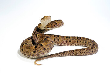 Fototapeta premium Terciopelo pit viper // Rauschuppige Lanzenotter (Bothrops asper)