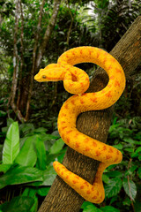 Eyelash viper // Greifschwanz-Lanzenotter (Bothriechis schlegelii)