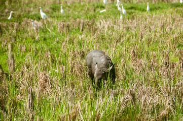 buffalo in the rice field