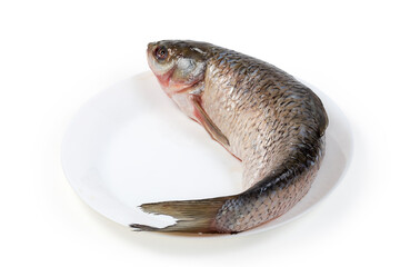 Raw peeled grass carp, prepared for cooking on white dish
