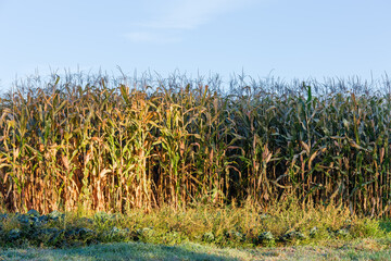 Field edge of ripe corn against sky at autumn morning