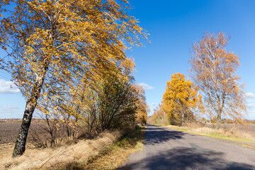 Rural asphalt road with birches in windy autumn day