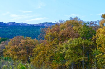 autumn in the forest