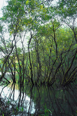 Fototapeta premium 水中から生える木の反射／【八丁湖公園】日本埼玉県吉見町