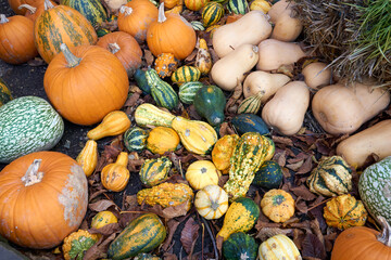 close up of pumpkins in different colors and sizes