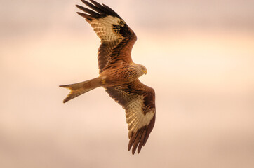 Fototapeta premium eagle