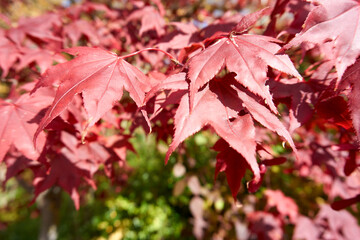 close up of red maple leaves