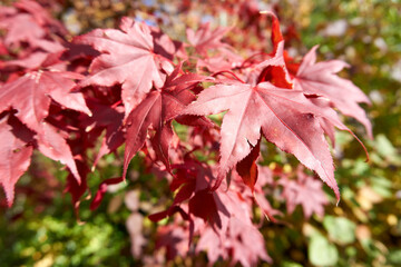 close up of red maple leaves