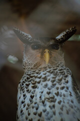 thai eared owl in cage