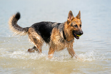 Young happy German Shepherd, playing in the water. The dog splashes runs and jumps happily in the lake
