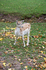 close up of a beautiful young deer in autumn