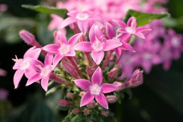 ピンクのペンタス