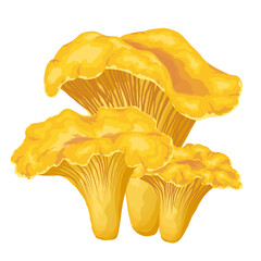 Fresh eatable yellow chanterelles or girolle isolated on white background. Forest seasonal botany vector illustration.
 - obrazy, fototapety, plakaty